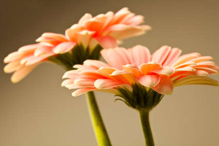 Gerbera flowers. Studio shot of beautiful fresh gerberas in a vase.の写真素材