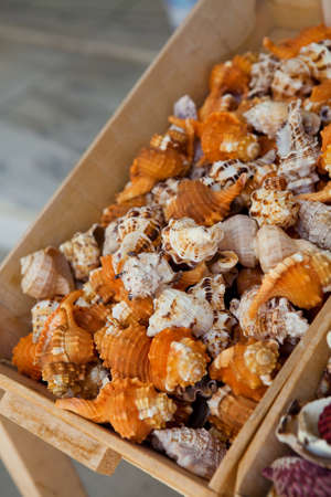Seashell decorations. A close-up of a collection of seashells.