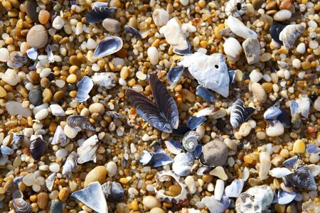 Close-up background of seashells on the sand on the beach