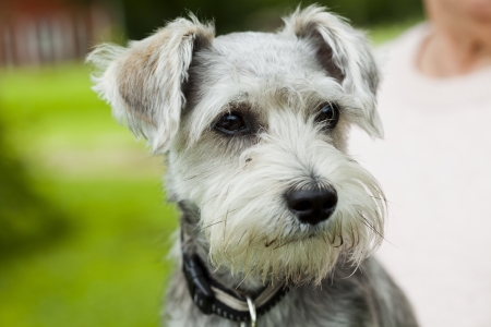 Portrait of a cute little puppy dog outdoors with a leash onの写真素材