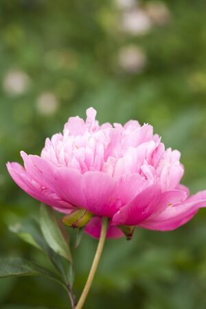 Close-up of a beautiful blooming pink peony outdoors on a summer dayの写真素材