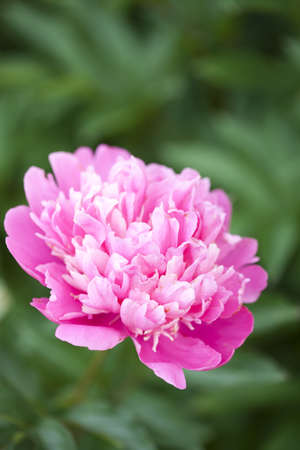 Close-up of a beautiful blooming pink peony outdoors on a summer dayの写真素材