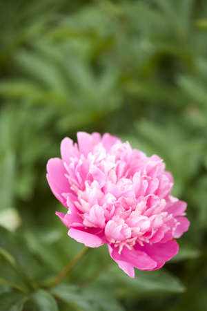 Close-up of a beautiful blooming pink peony outdoors on a summer dayの写真素材