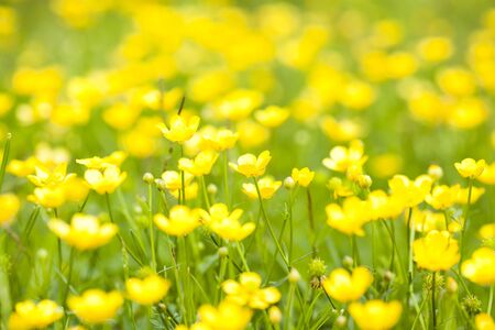 Close-up of beautiful yellow wild flowers on a meadow