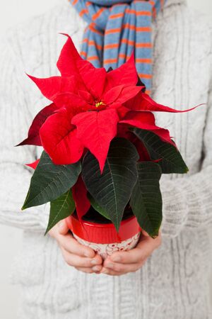 Christmas star poinsettia held in hands my male person wearing scalfの写真素材
