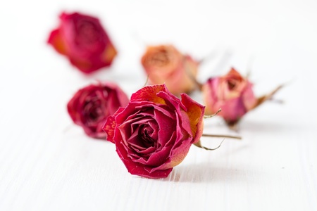 Dried red and orange roses on light background in studioの写真素材
