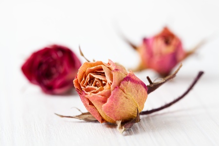 Dried red and orange roses on light background in studioの写真素材