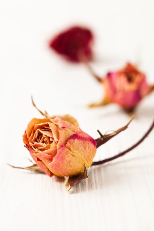 Dried red and orange roses on light background in studioの写真素材