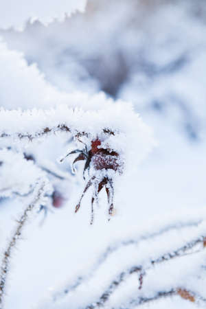 Closeup of snow and frost covered roseberry plant outdoors on winter dayの写真素材