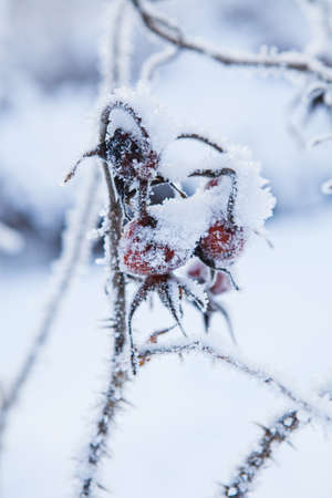Closeup of snow and frost covered roseberry plant outdoors on winter dayの写真素材