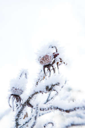 Closeup of snow and frost covered roseberry plant outdoors on winter dayの写真素材