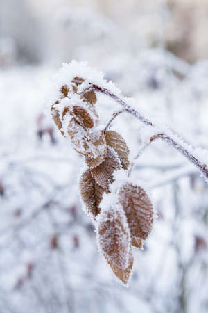 Closeup of snow and frost covered leaves outdoors on winter dayの写真素材