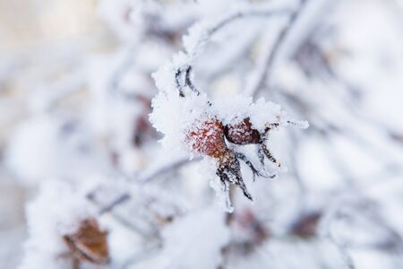 Closeup of snow and frost covered roseberry plant outdoors on winter dayの写真素材