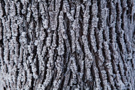 Closeup of snow covered tree trunk on winter dayの写真素材