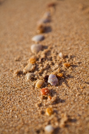 Closeup of trail of small shells on sandy beachの写真素材