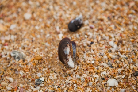Closeup of shell on beach surround by many small shellsの写真素材