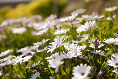 Closeup of wildflowers during springtime in Portugalの写真素材