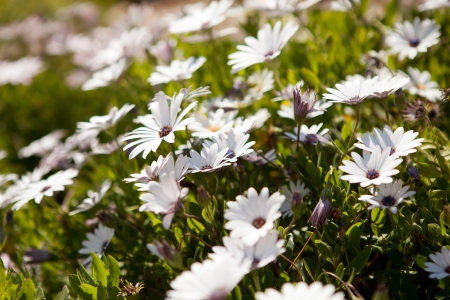 Closeup of wildflowers during springtime in Portugalの写真素材