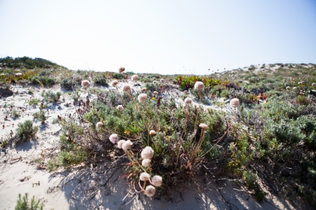 Wildflowers during springtime on coastal sand dunes in Portugalの写真素材
