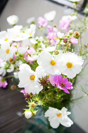 Closeup of pink and white daisy flowers outdoors on bright dayの写真素材