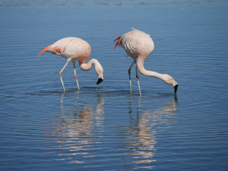 two flamingo's looking for fishの写真素材