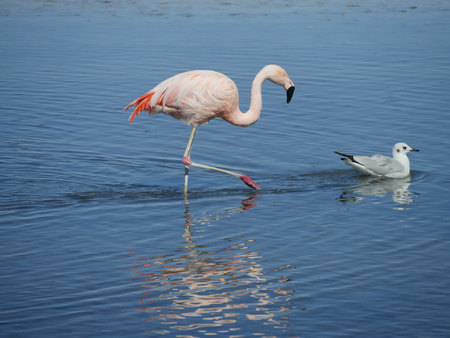 flamingo walks behind duck, Chile atacamaの写真素材