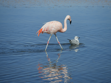 flamingo walks behind duck, Chile atacamaの写真素材