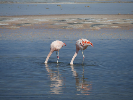 Two flamingo's looking for fish, Chile Atacamaの写真素材