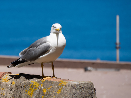 seagull looking into camera. blurry background sitting on a wallの写真素材