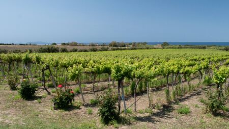 vinegard with seaview on the backgroundの写真素材