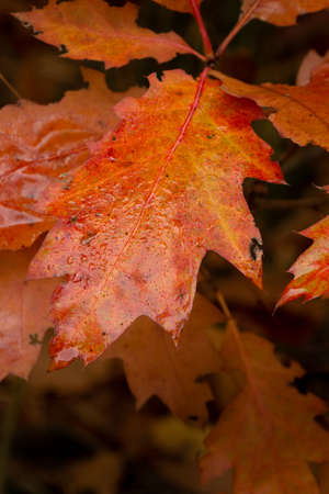 Bright autumn leaf, isolated on dark background. Orange yellow colours close upの写真素材