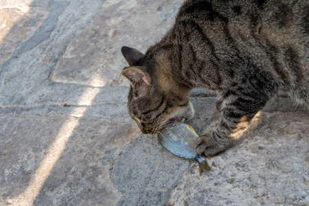 cats eating left over fish at the harbor, with pythagorion on the background on a sunny day.の写真素材