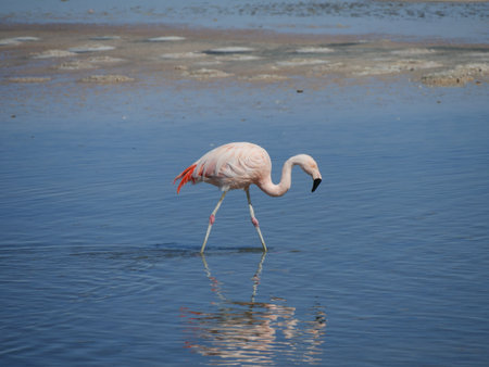 Flamingos in Chille, atacama san pedroの写真素材
