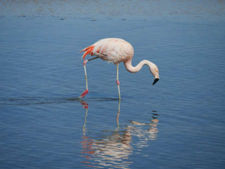 Flamingos in Chille, atacama san pedroの写真素材