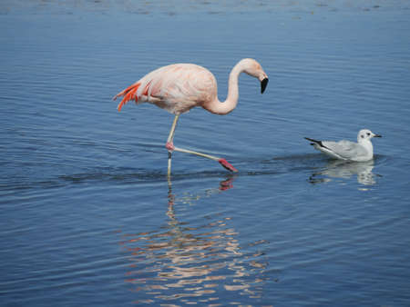 Flamingos in Chille, atacama san pedroの写真素材