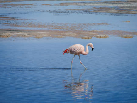 Flamingos in Chille, atacama san pedroの写真素材