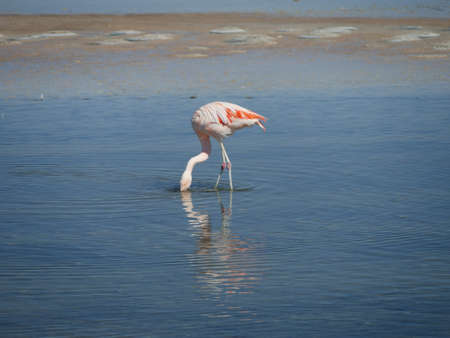 Flamingos in Chille, atacama san pedroの写真素材