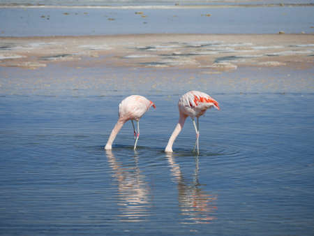 Flamingos in Chille, atacama san pedroの写真素材