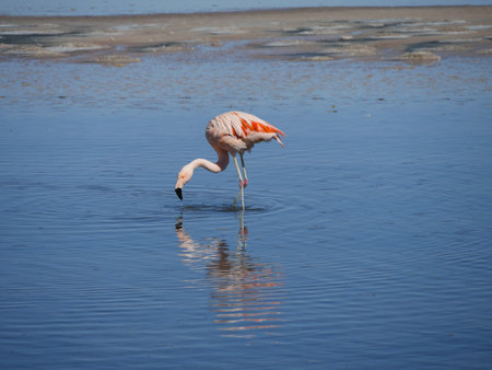 Flamingos in Chille, atacama san pedroの写真素材
