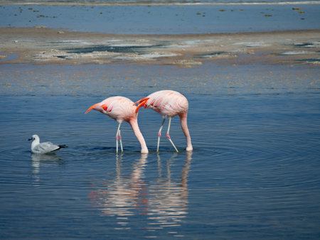 Flamingos in Chille, atacama san pedroの写真素材