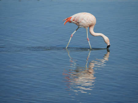Flamingos in Chille, atacama san pedroの写真素材