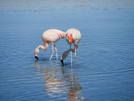 Flamingos in Chille, atacama san pedroの写真素材