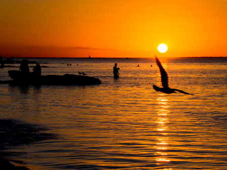 sunset at the beach, birds in a tree, sandbanks with shadesの写真素材