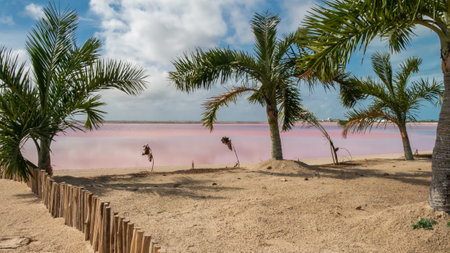 Rio lagartos lagoon, Mexico YucatÃ¡n, pink lagoon, Las coloradas. Pink lake with palmtreesの写真素材