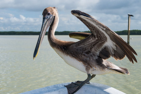 close up of a pelikan sitting on the front side of a boat, with the sea on the backgroundの写真素材