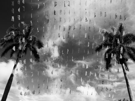 Beatiful  palm trees against the  sunny sky with light clouds background, colorful flags in a rowの写真素材