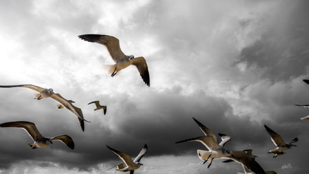 seagulls flying in the blue cloudy sky with sunbeems, going forwardの写真素材