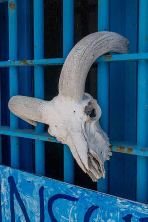 skeleton of animal hanging on blue wallの写真素材