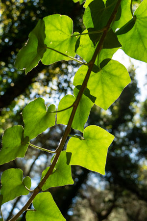 Closeup green leaf on blurred greenery background. with sunlight peaking trueの写真素材