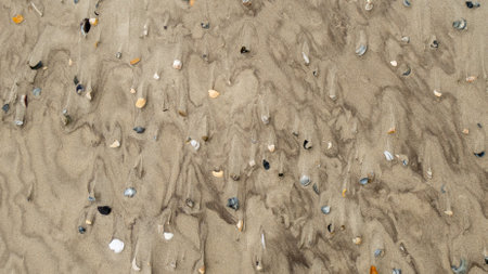 Wet sand with shell at beach coastline texture background. summer conceptの写真素材